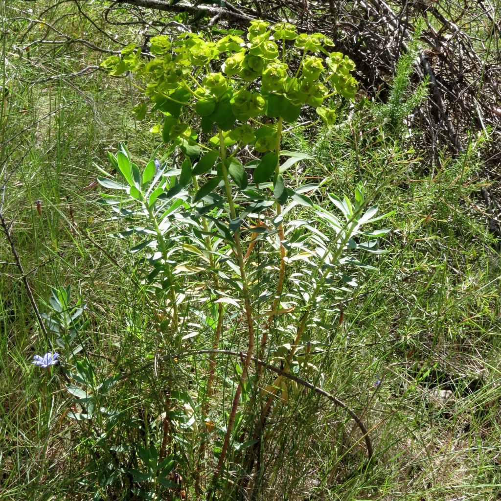 Euphorbia nicaeensis