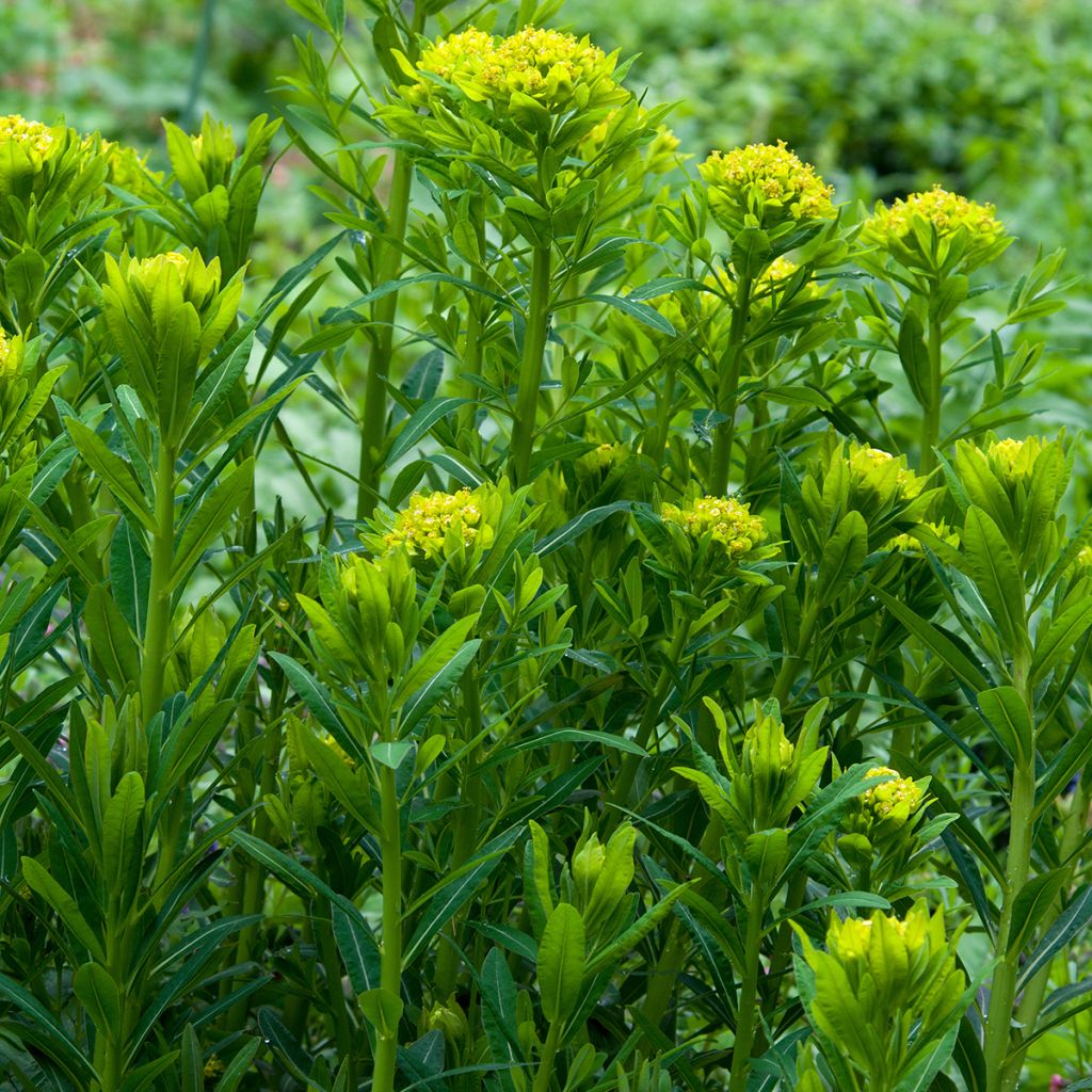 Euphorbia palustris - Euforbia lattaiola