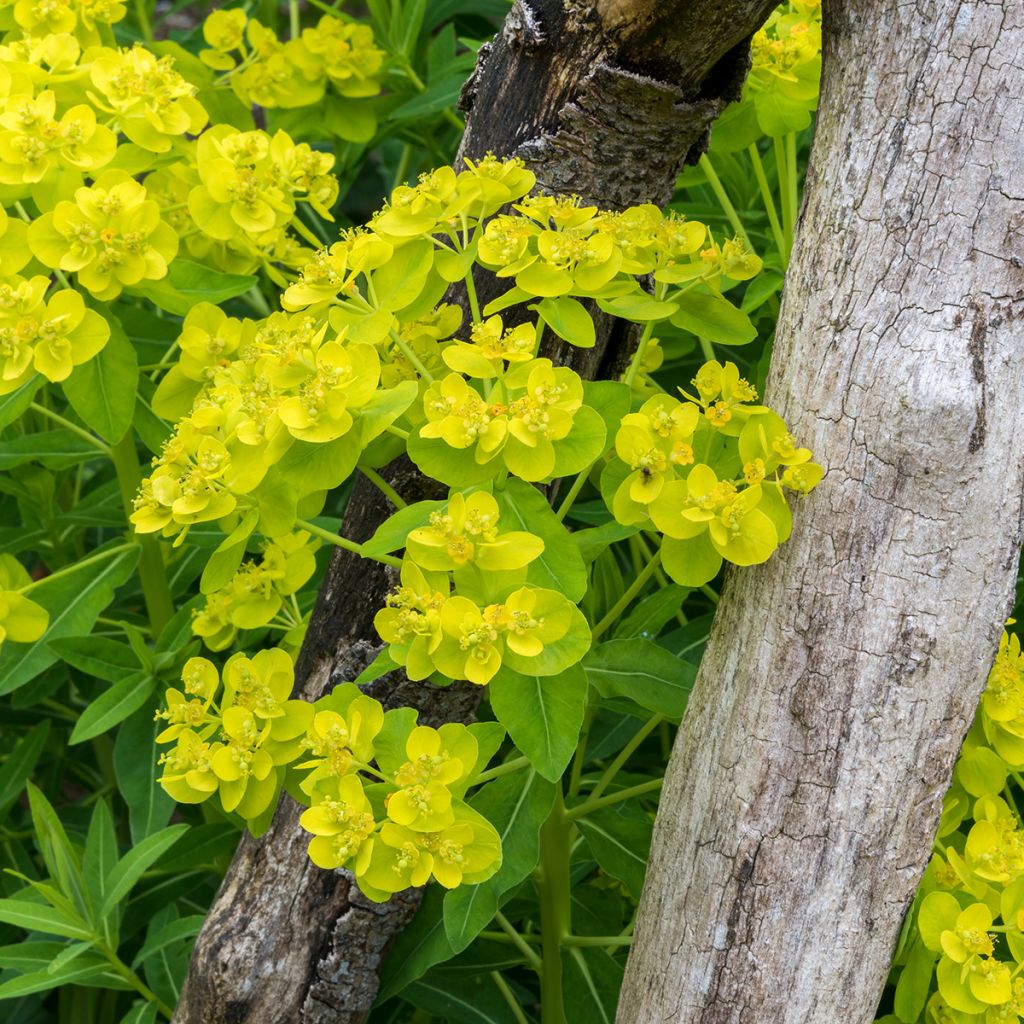 Euphorbia palustris - Euforbia lattaiola