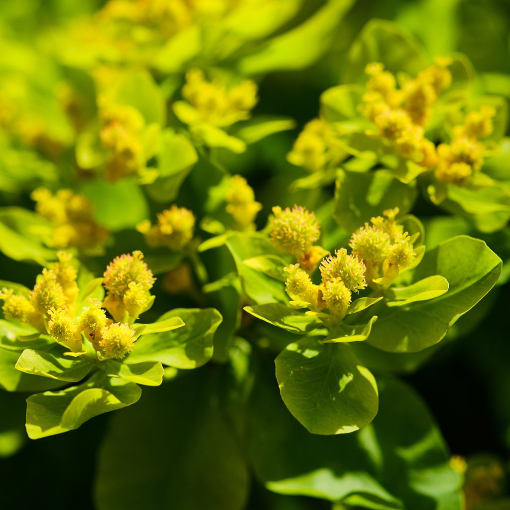 Euphorbia palustris - Euforbia lattaiola