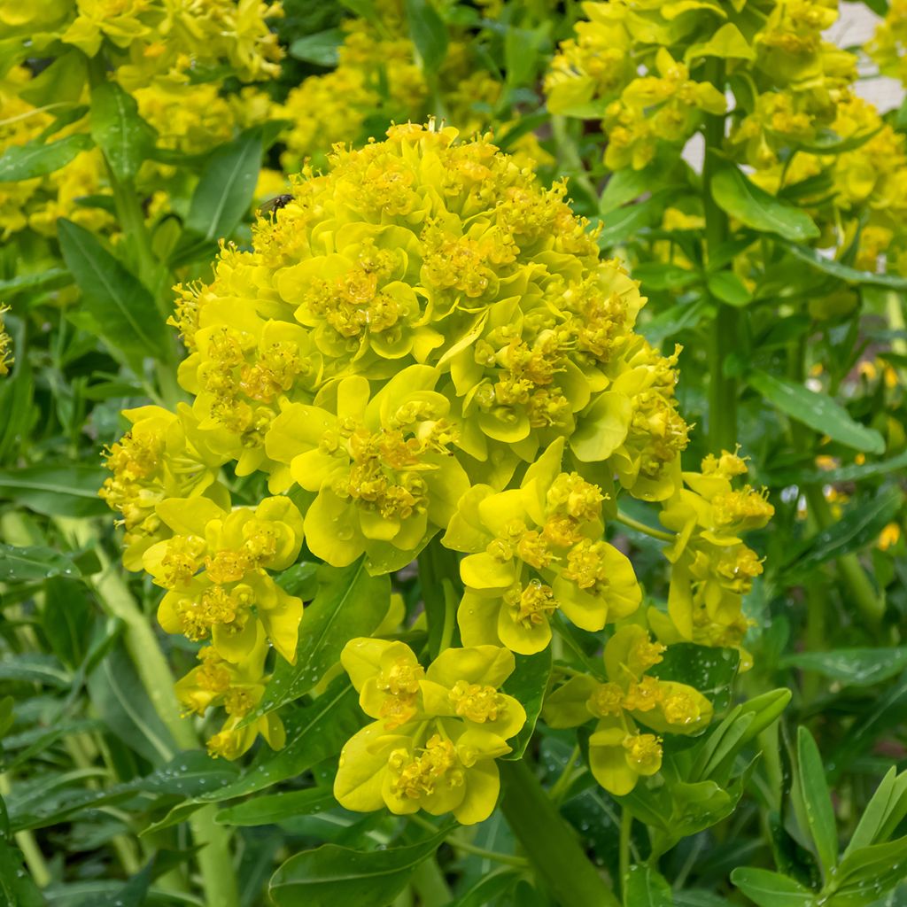 Euphorbia palustris - Euforbia lattaiola