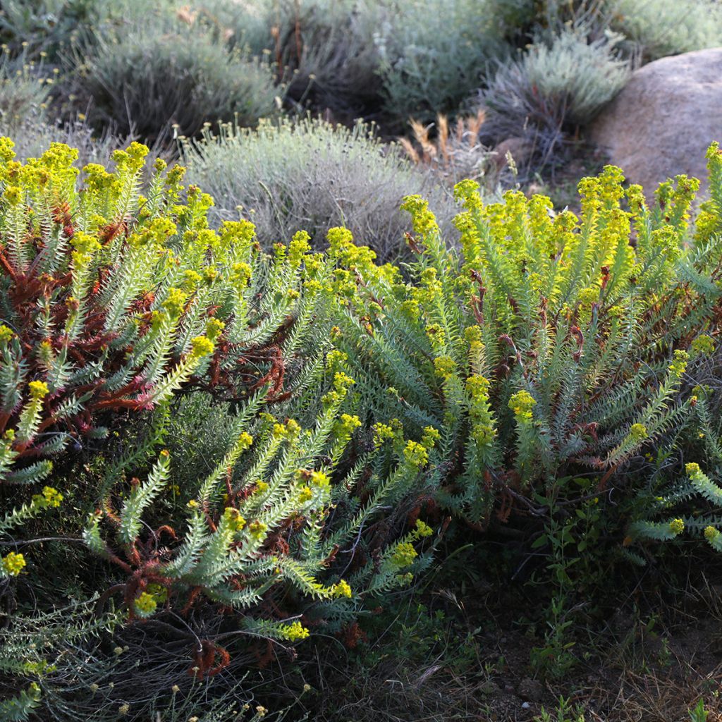 Euphorbia pithyusa - Euforbia delle Baleari