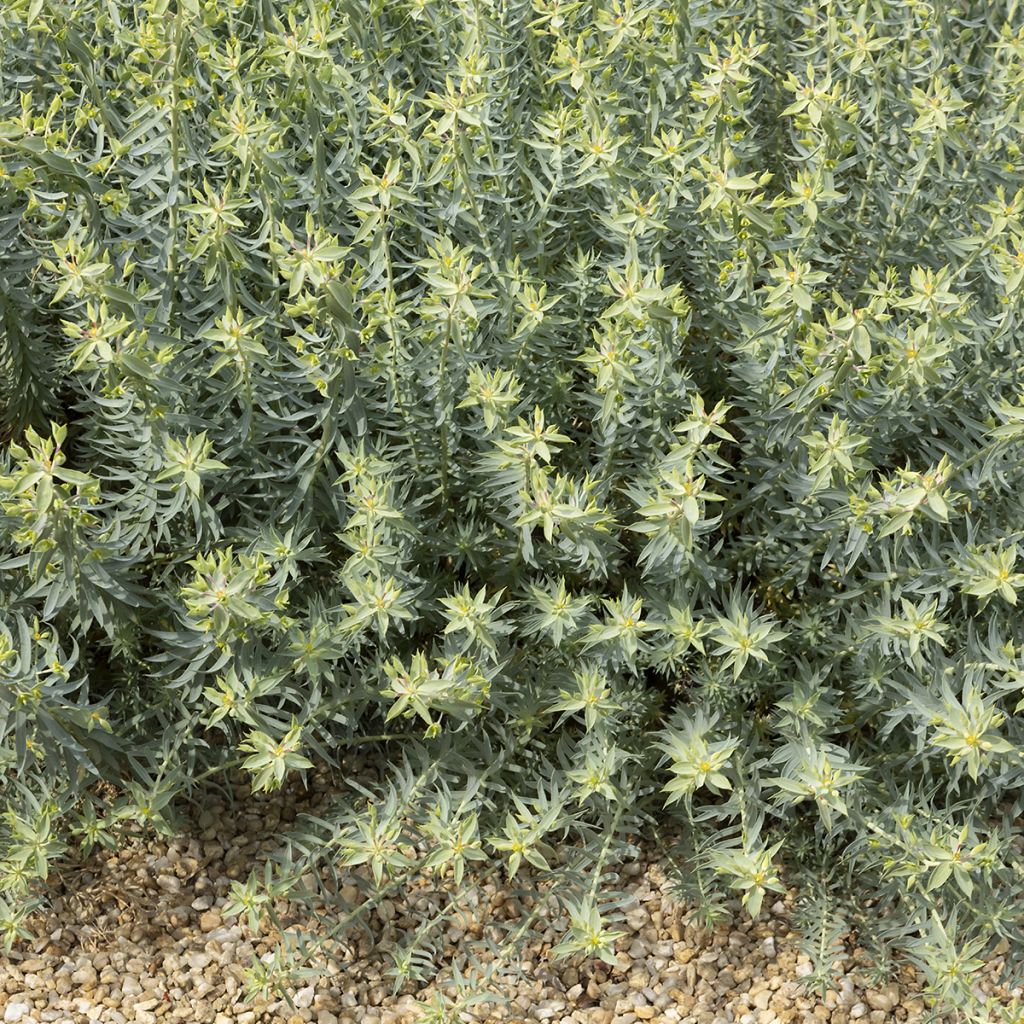 Euphorbia pithyusa - Euforbia delle Baleari