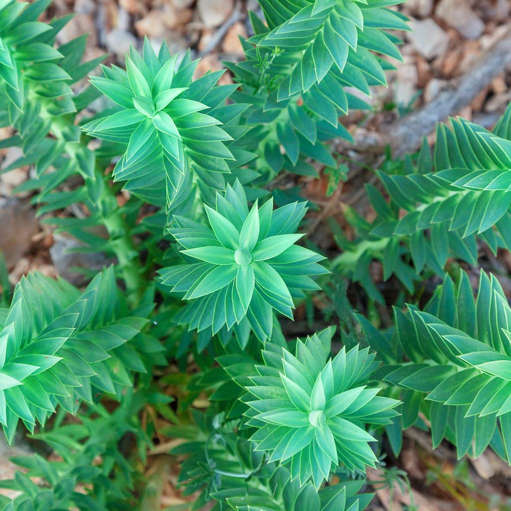 Euphorbia pithyusa - Euforbia delle Baleari