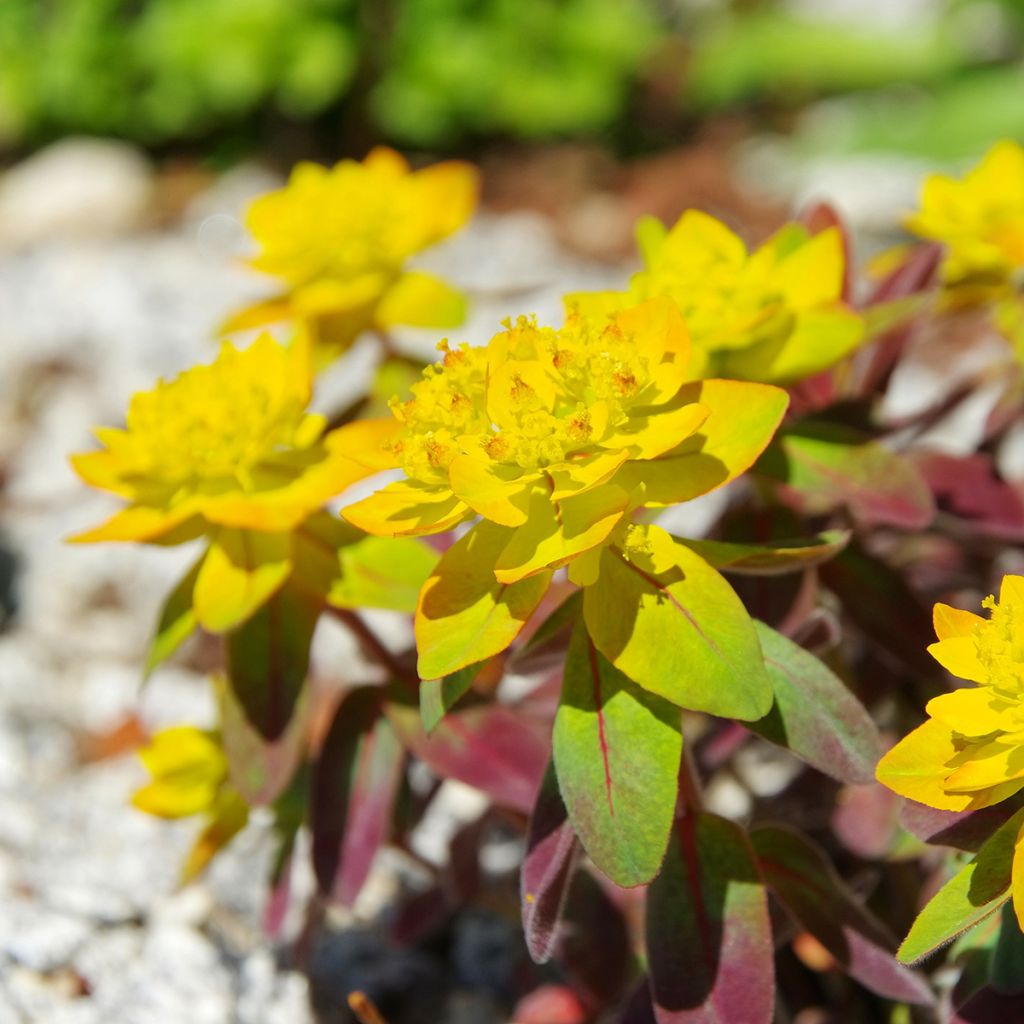 Euphorbia polychroma Bonfire