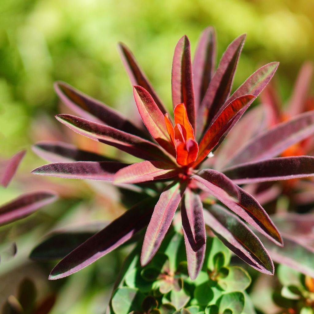 Euphorbia polychroma Bonfire