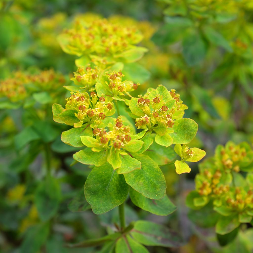 Euphorbia polychroma Bonfire