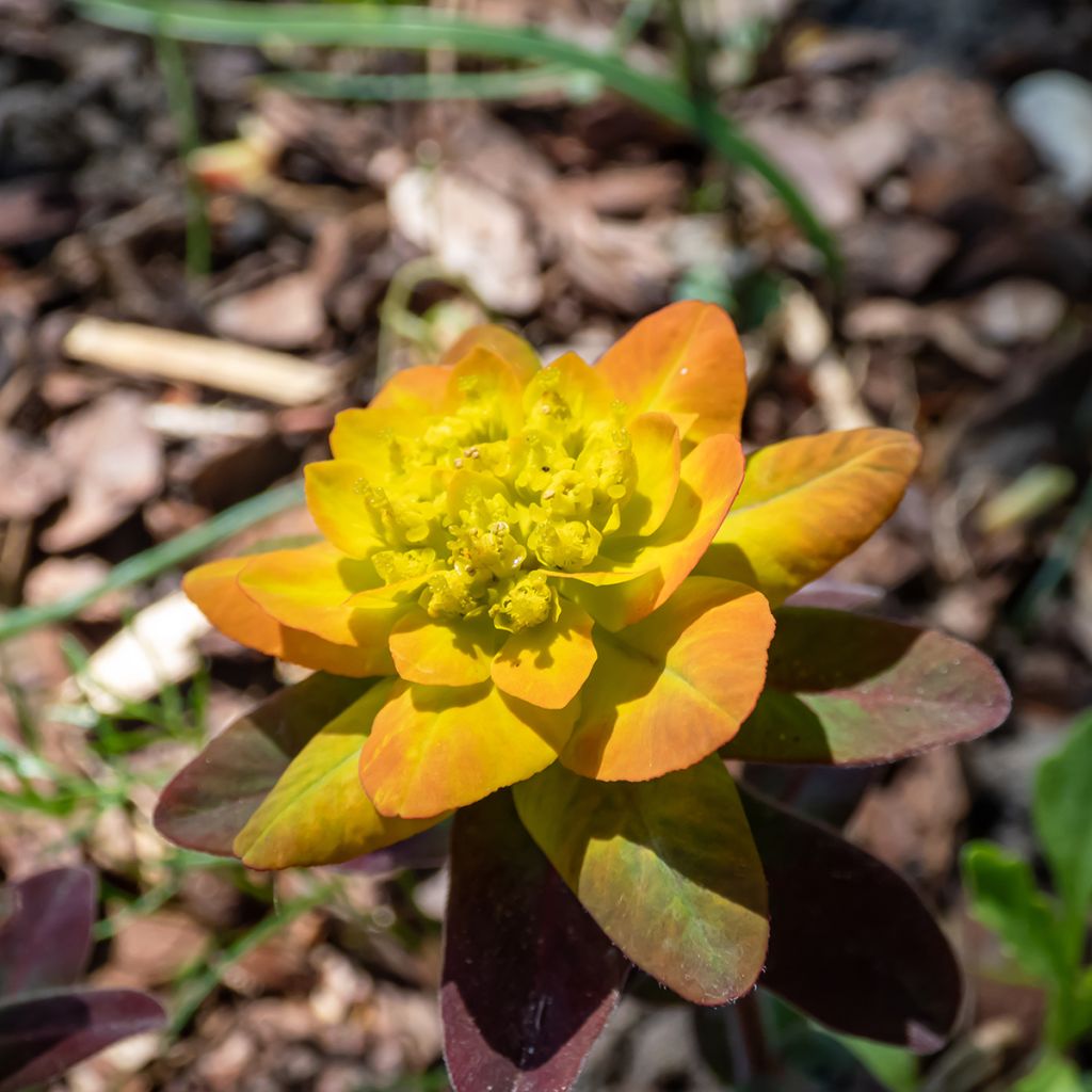 Euphorbia polychroma Bonfire