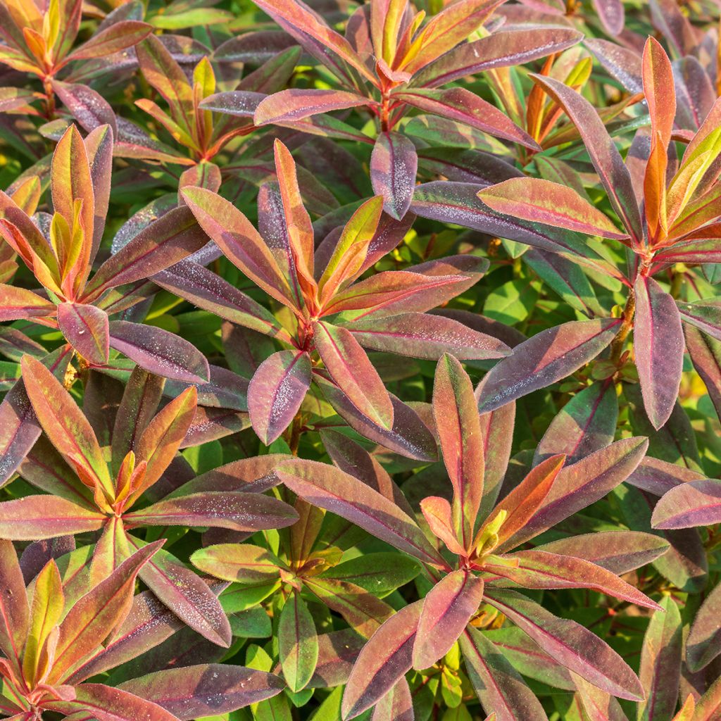 Euphorbia polychroma Bonfire