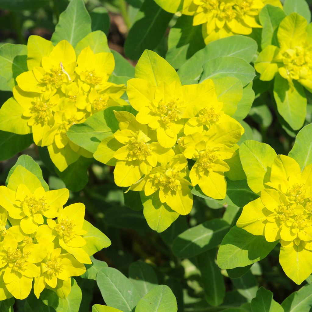 Euphorbia polychroma