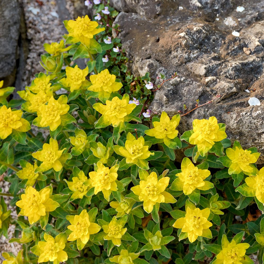 Euphorbia polychroma