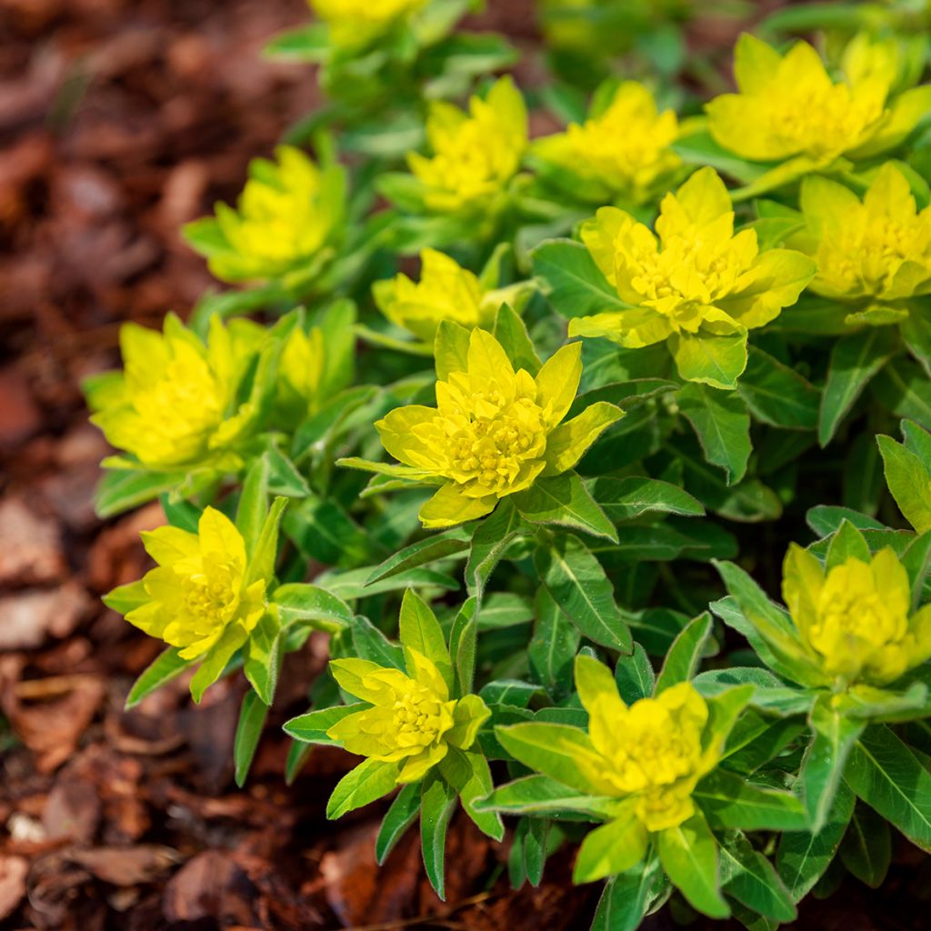 Euphorbia polychroma