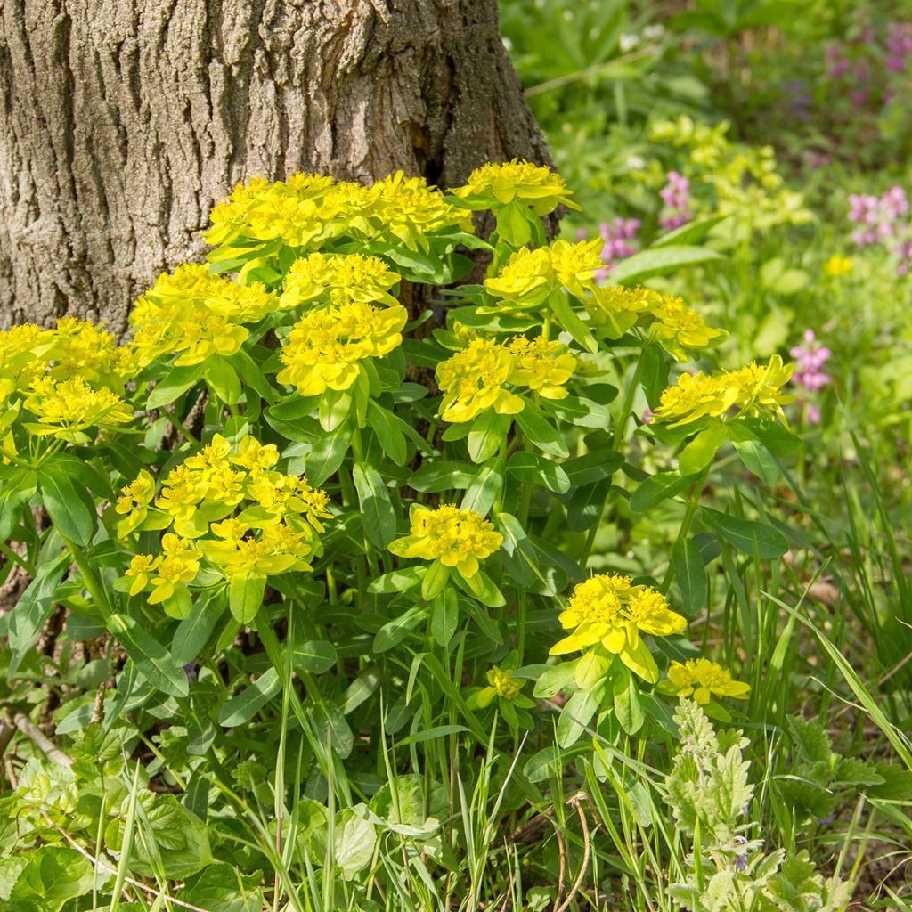 Euphorbia polychroma