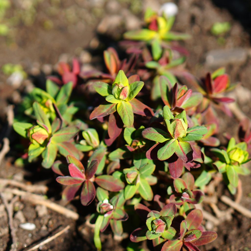 Euphorbia polychroma Purpurea