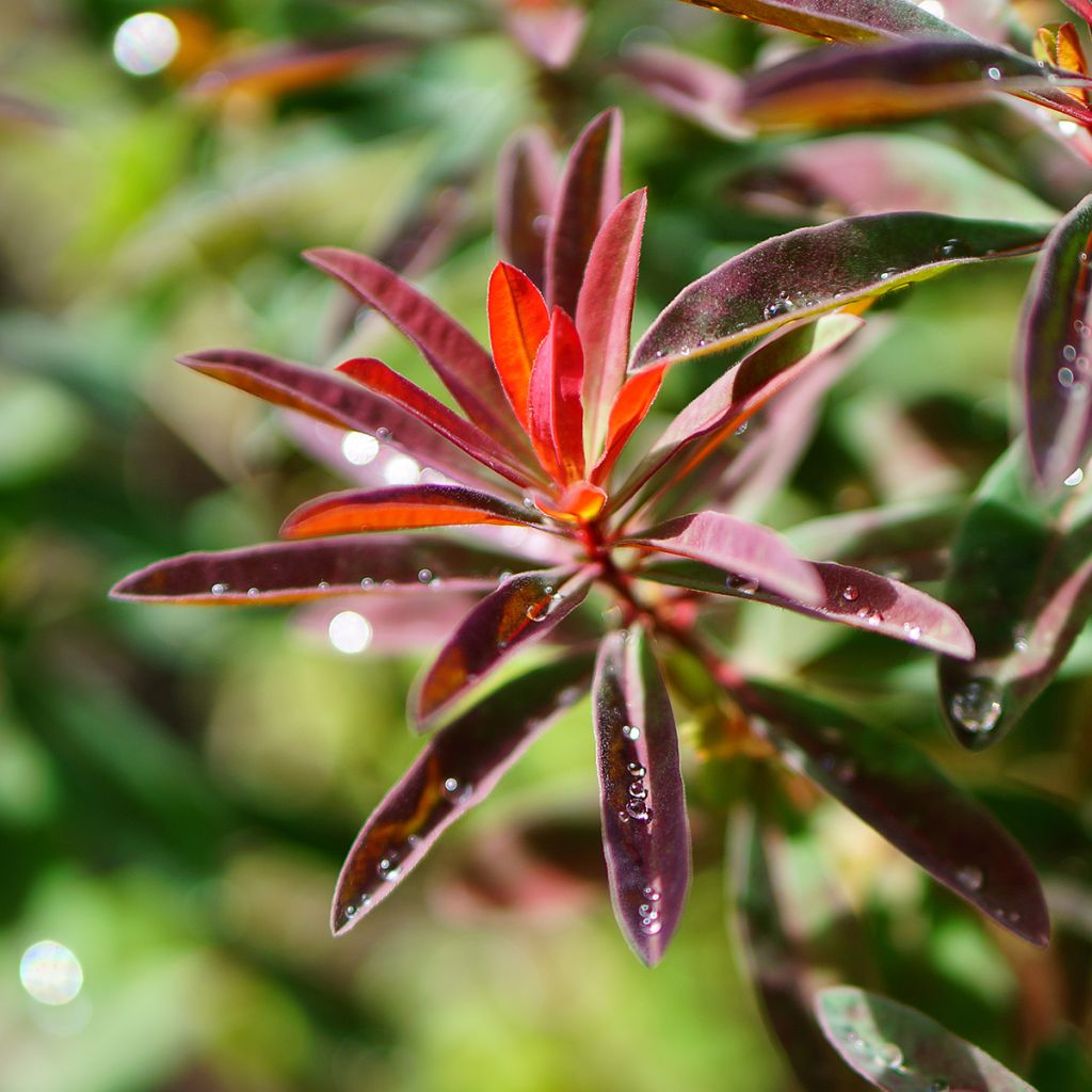 Euphorbia polychroma Purpurea