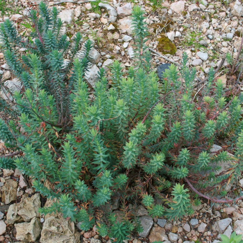 Euphorbia pythiusa - Euphorbe des Baléares.