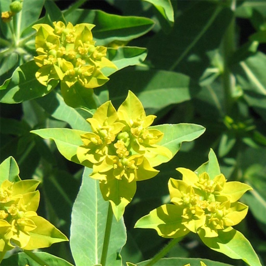 Euphorbia schillingii - Euphorbe schillingii