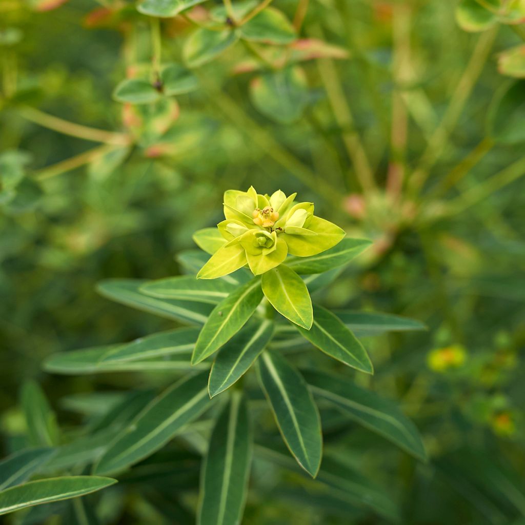 Euphorbia schillingii