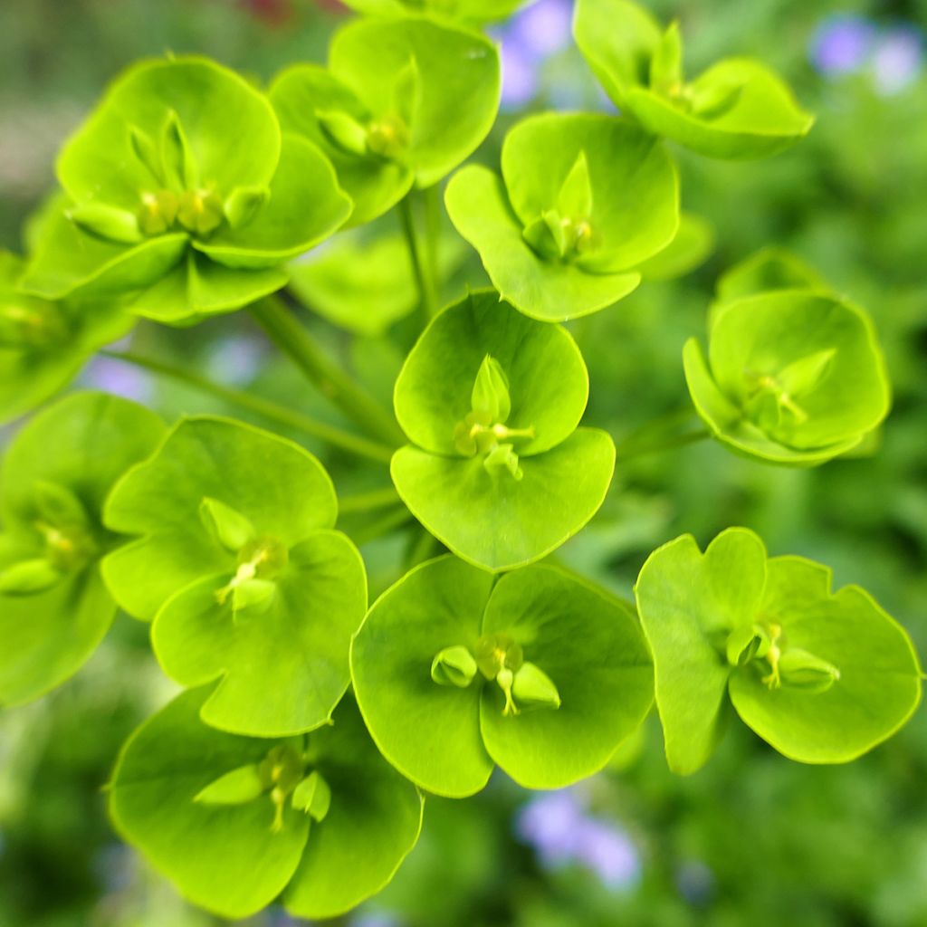 Euphorbia seguieriana subsp. niciciana