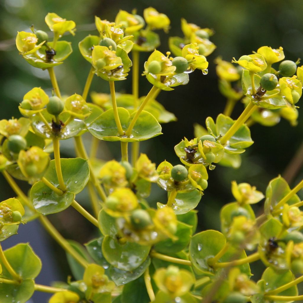 Euphorbia seguieriana ssp. niciciana - Euphorbe de Sibérie