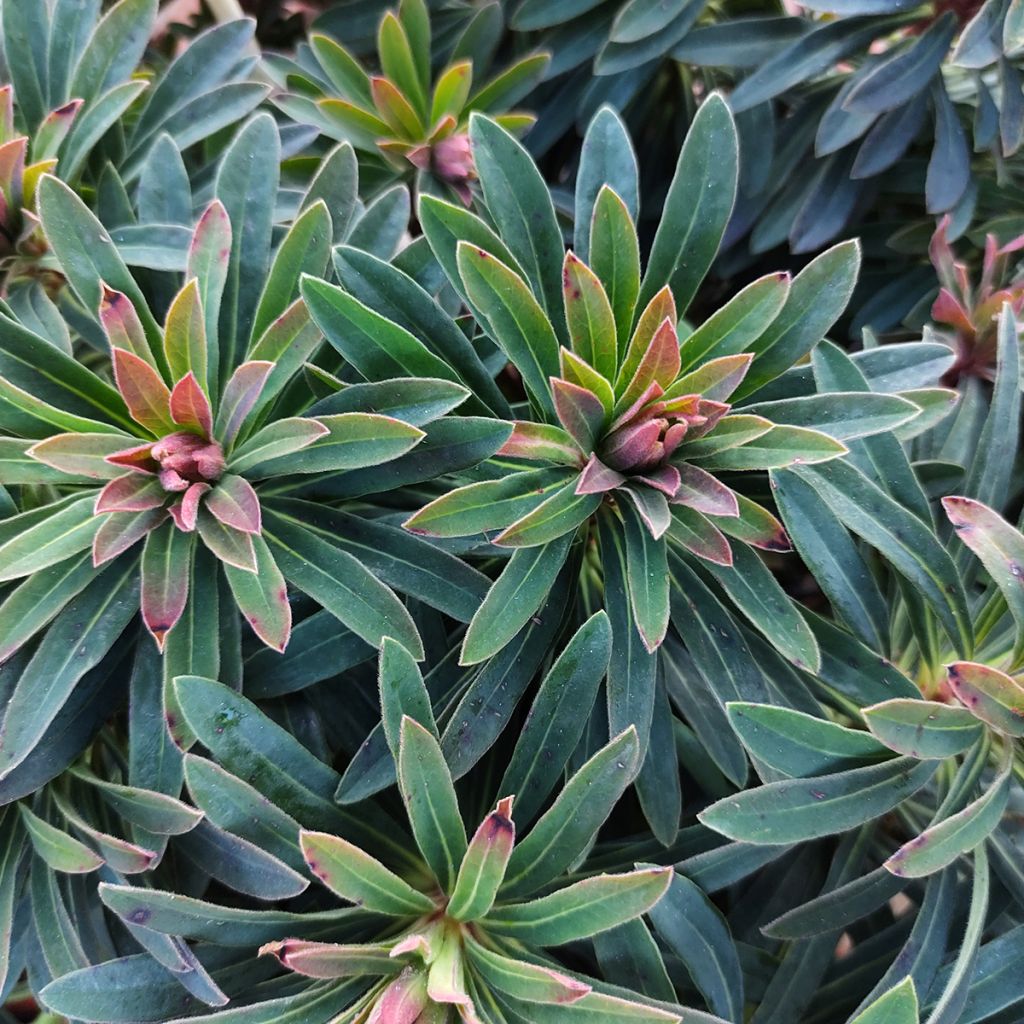 Euphorbia martinii Baby Charm