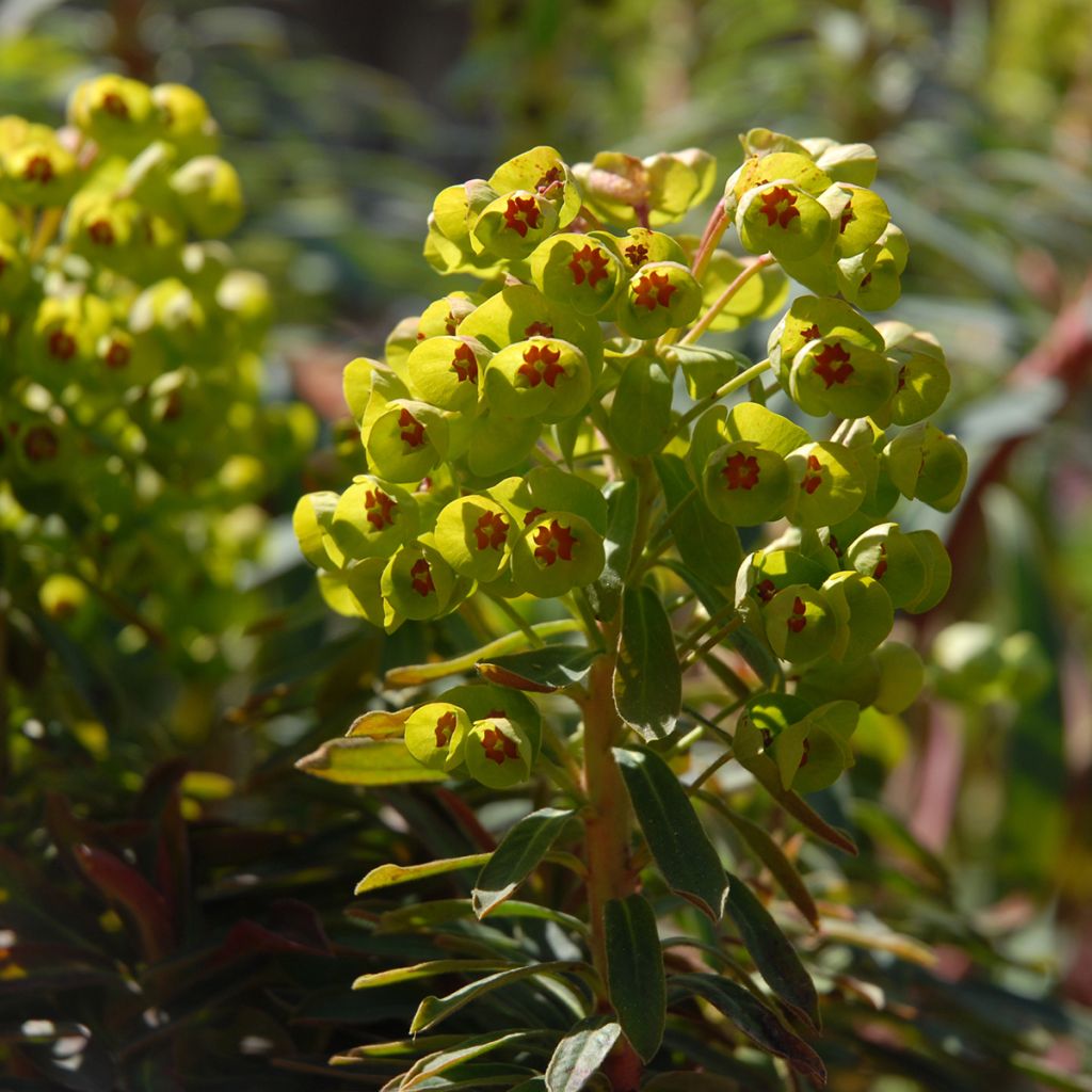 Euphorbia martinii Baby Charm