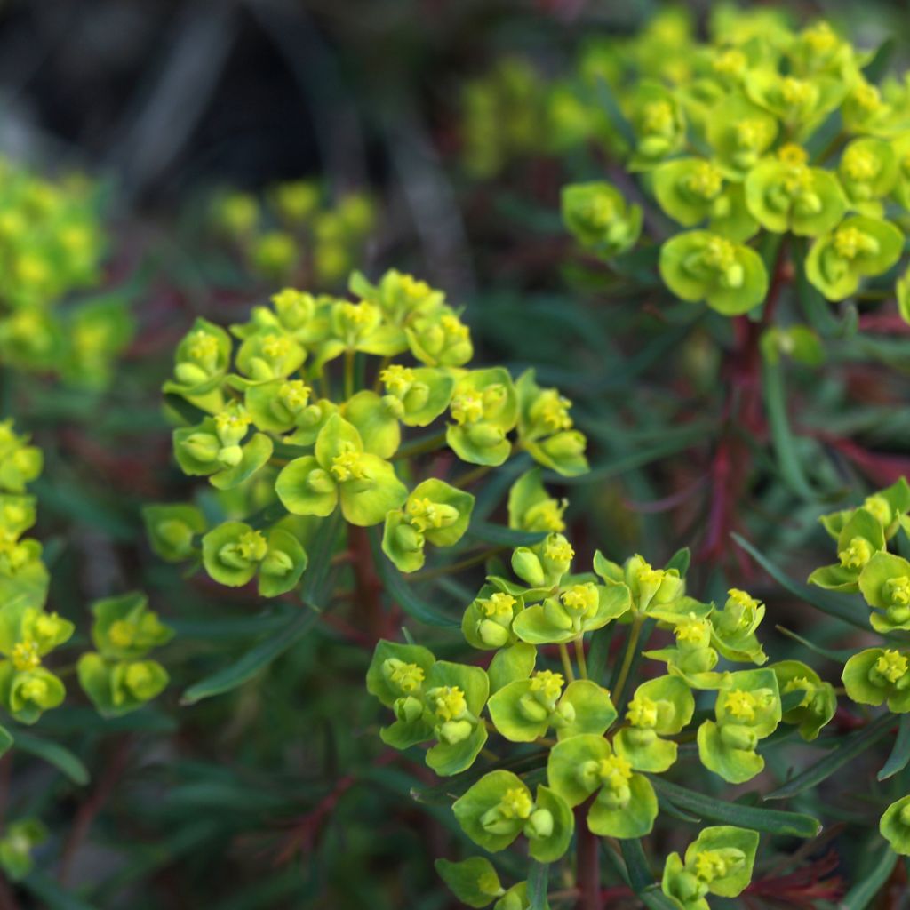 Euphoria cyparissias Fens Ruby - Euphorbe petit-cyprès