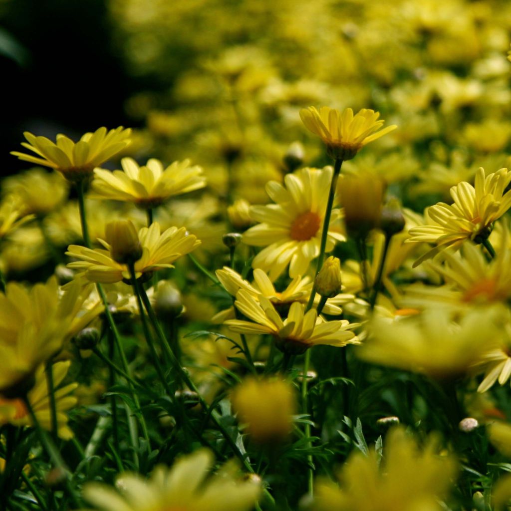 Euryops pectinatus - Euryops pectiné