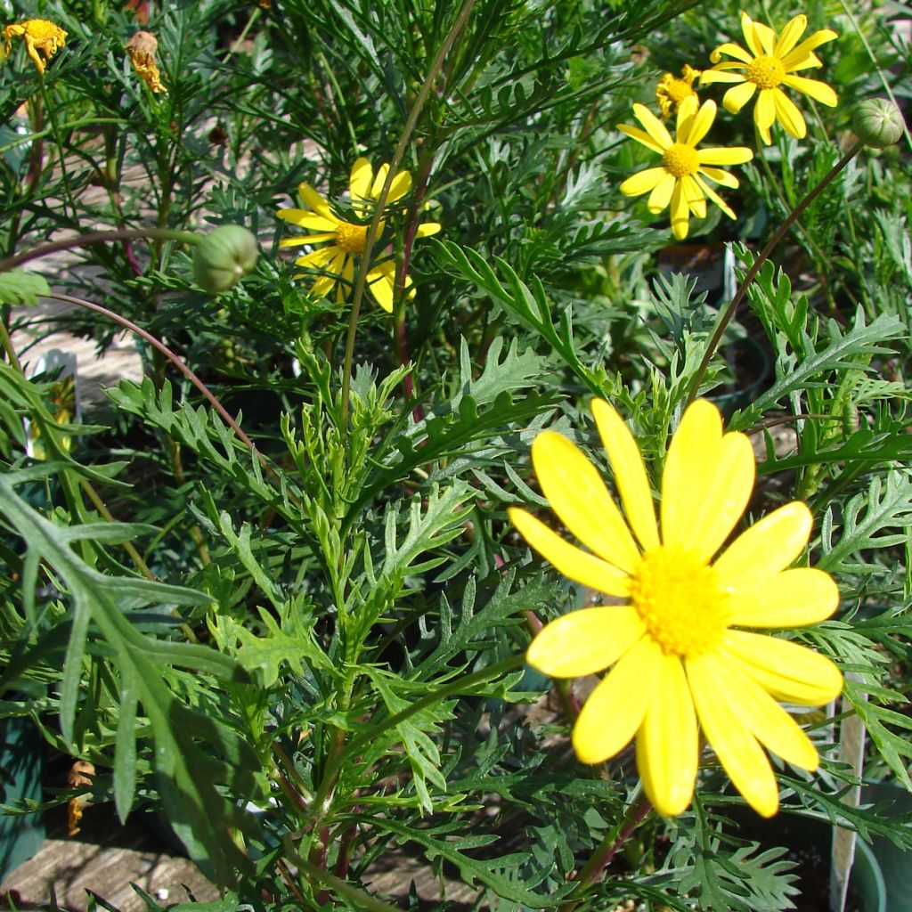 Euryops pectinatus - Euryops pectiné