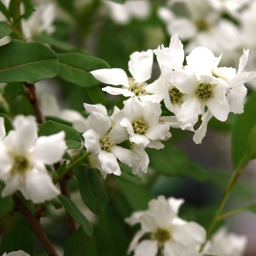 Exochorda racemosa Magical Springtime