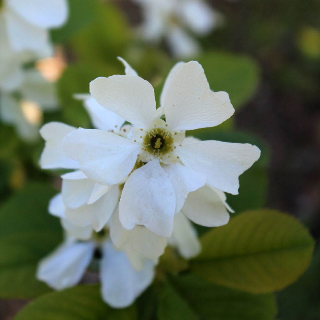 Exochorda racemosa Magical Springtime