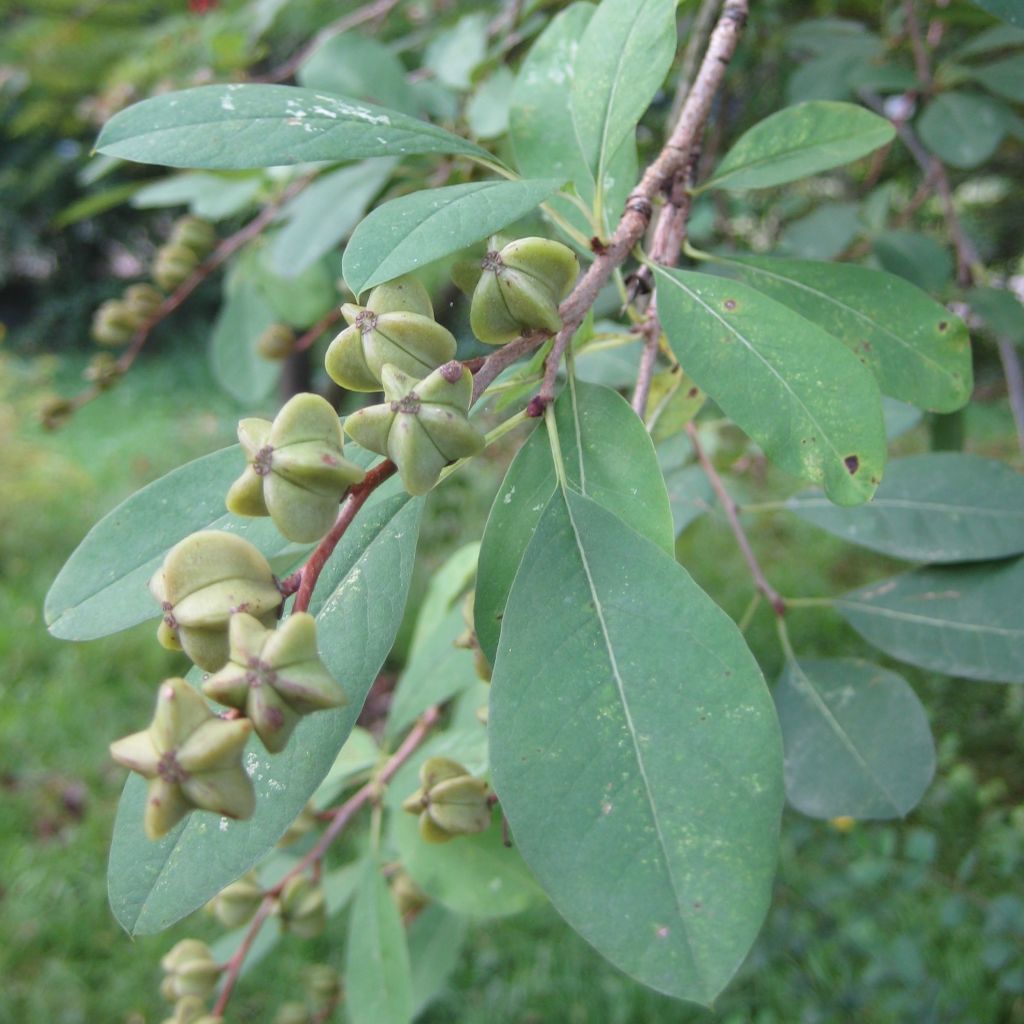 Exochorda racemosa Niagara