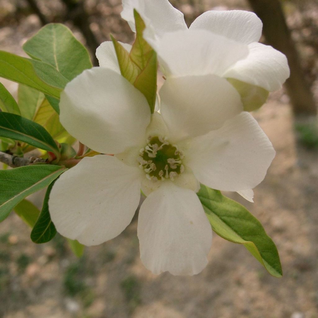 Exochorda racemosa Niagara