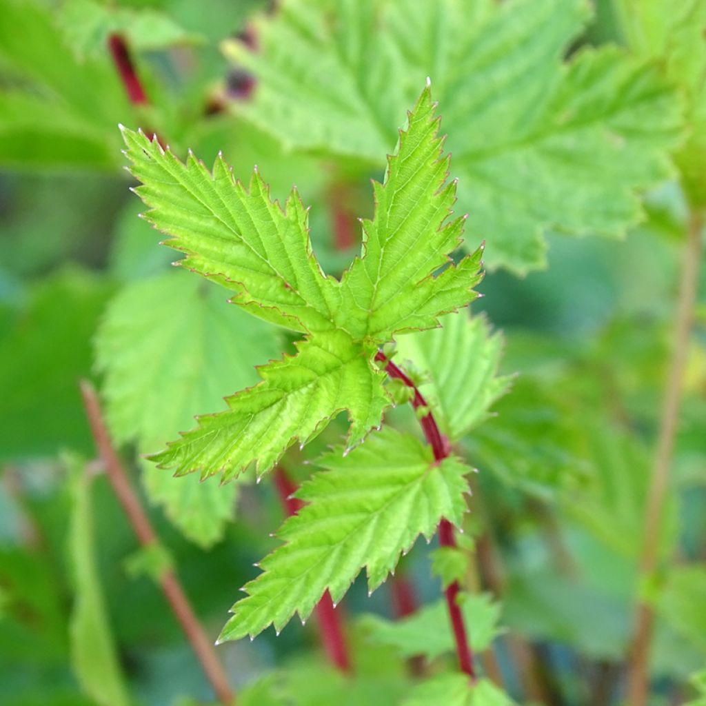 Filipendula ulmaria - Olmaria comune