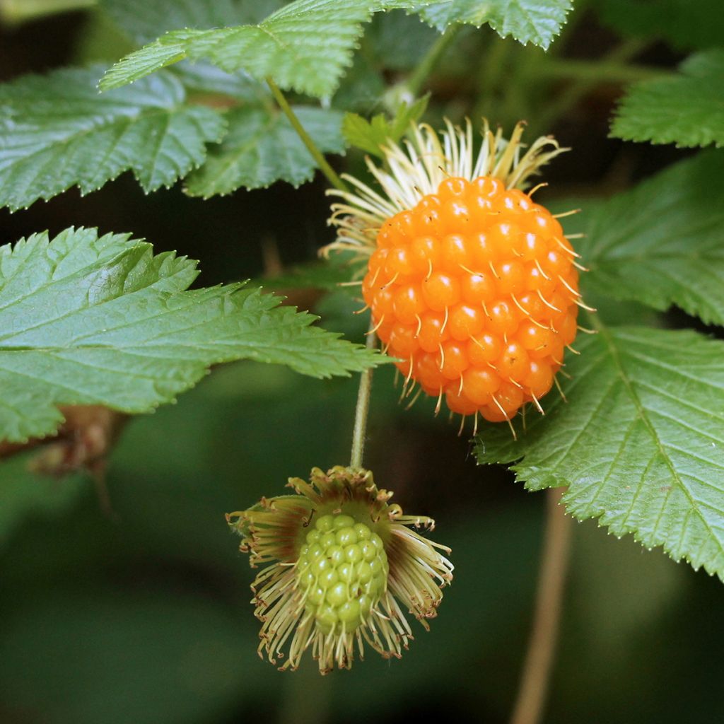 Rubus spectabilis Pacific Rose - Rovo ornamentale