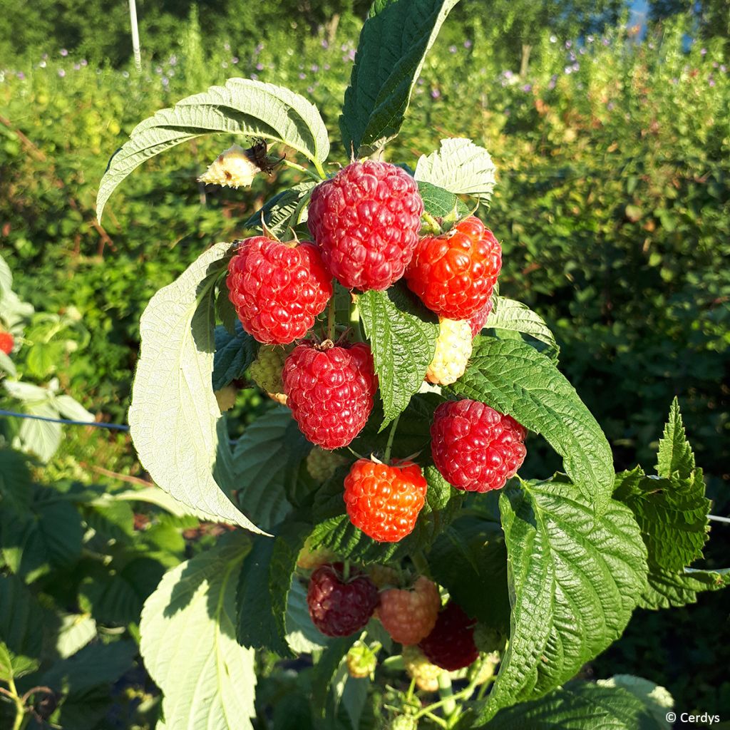 Lampone Primeberry Autumn Fleshy