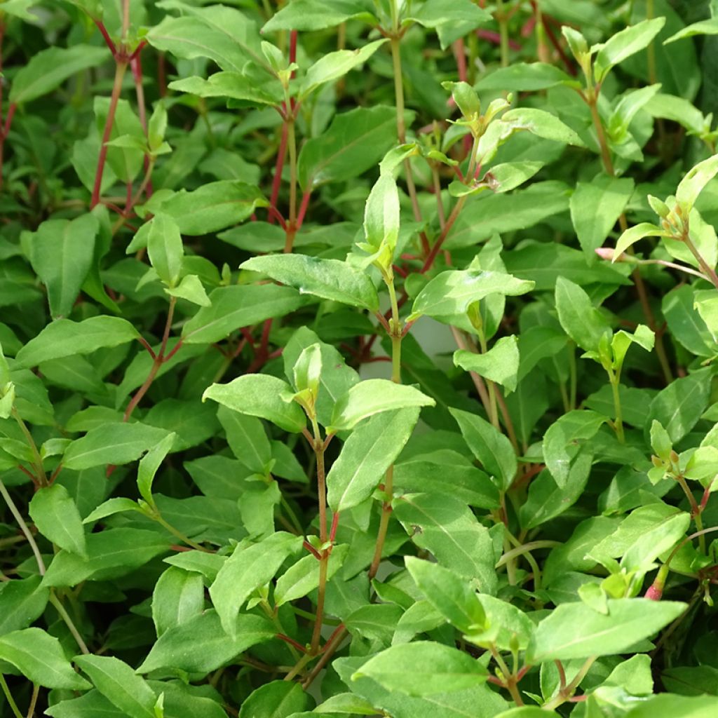 Fuchsia magellanica