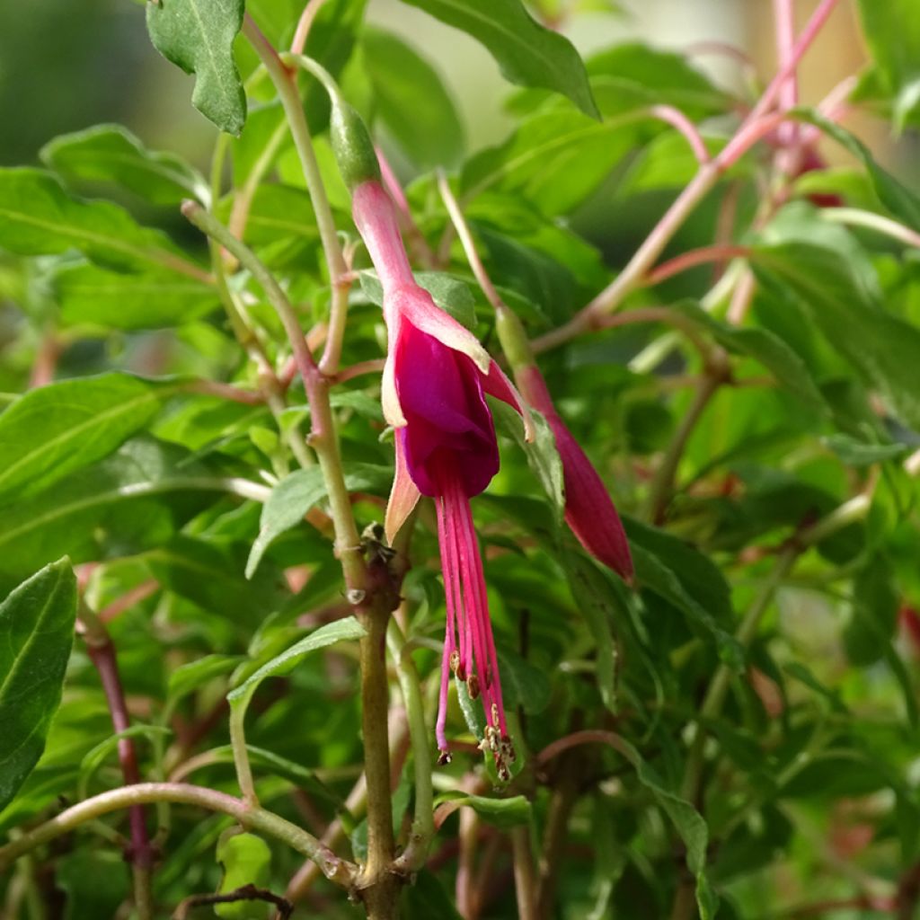 Fuchsia magellanica