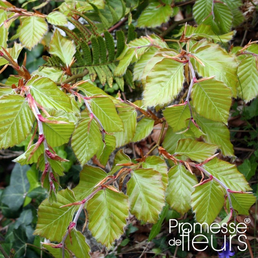 Fagus sylvatica - Faggio