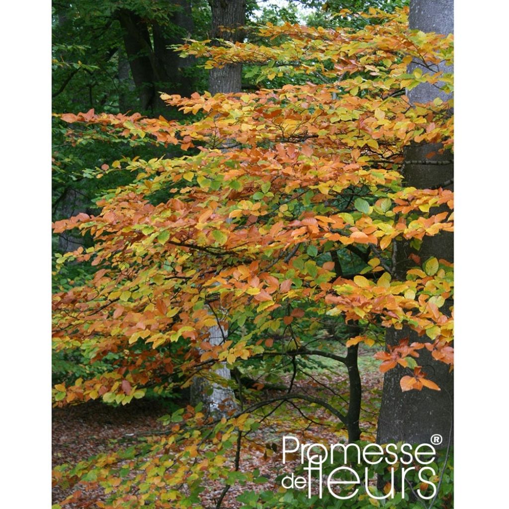 Fagus sylvatica - Faggio