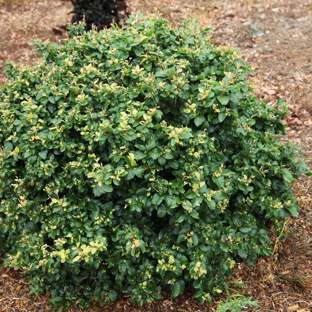 Fagus sylvatica Asterix - Faggio nano