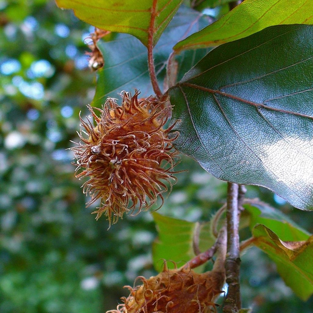 Fagus sylvatica Atropurpurea - Faggio ramato