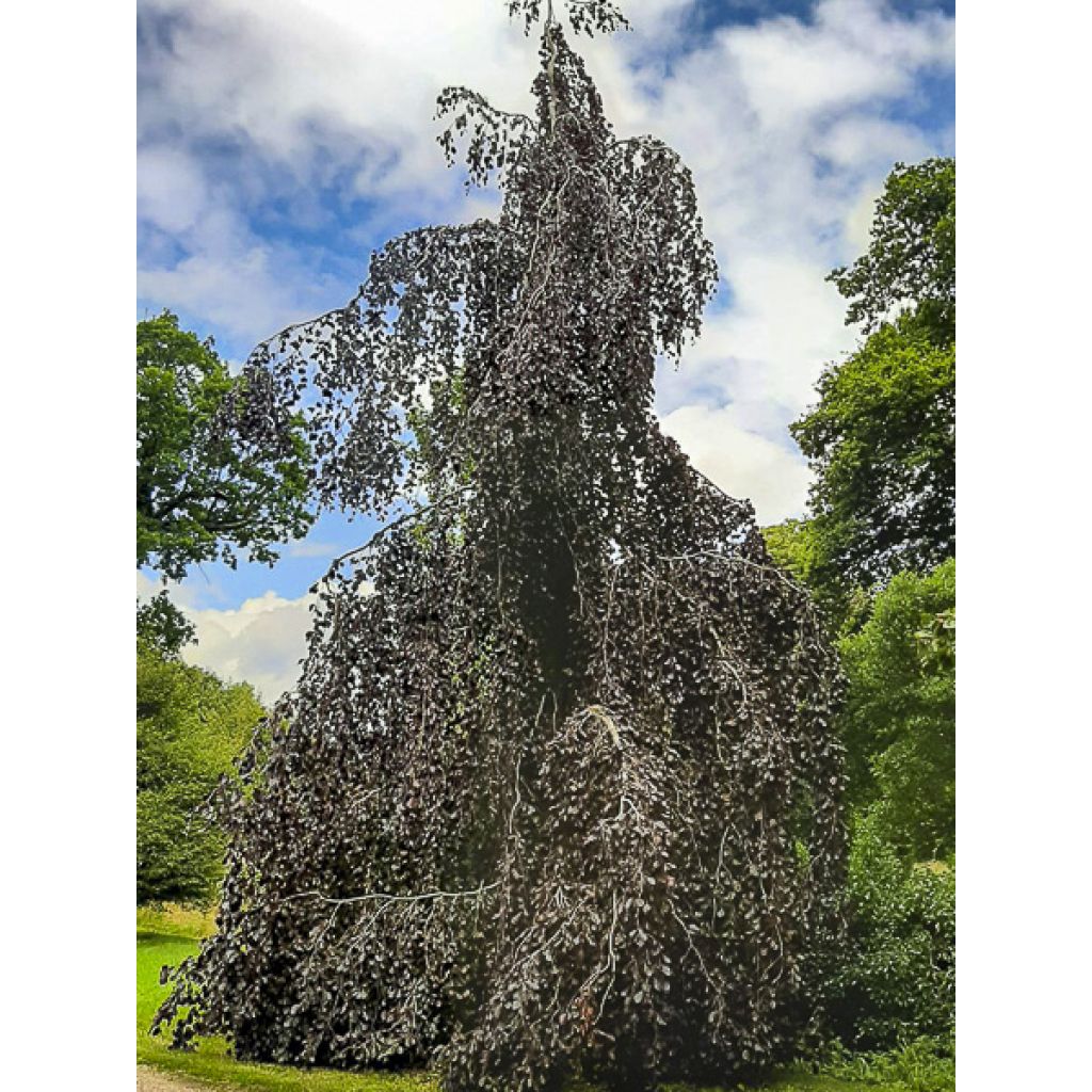 Fagus sylvatica Black Swan - Faggio