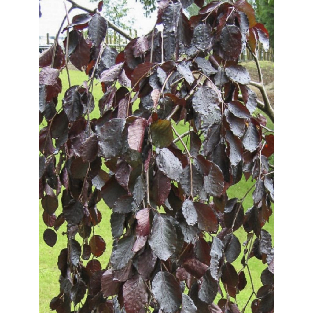 Fagus sylvatica Black Swan - Faggio