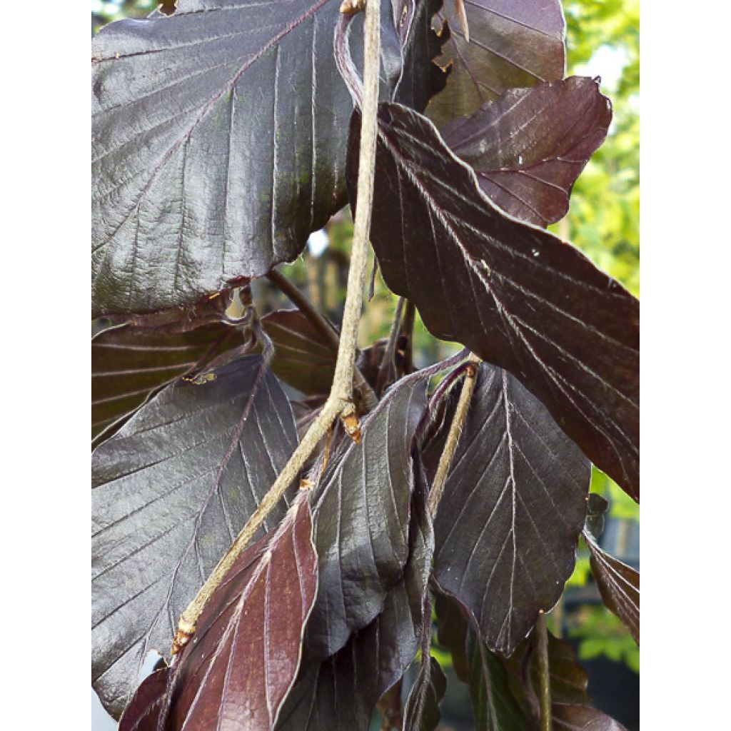 Fagus sylvatica Black Swan - Faggio