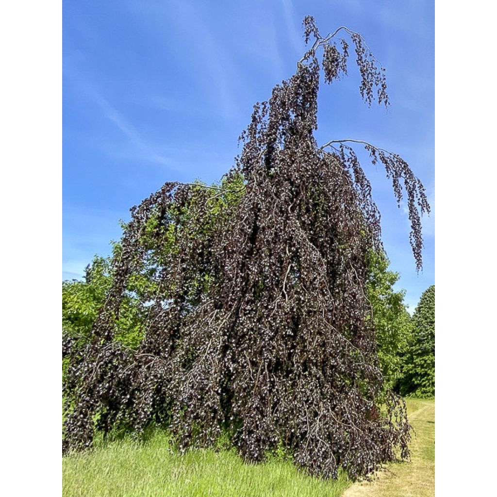 Fagus sylvatica Black Swan - Faggio