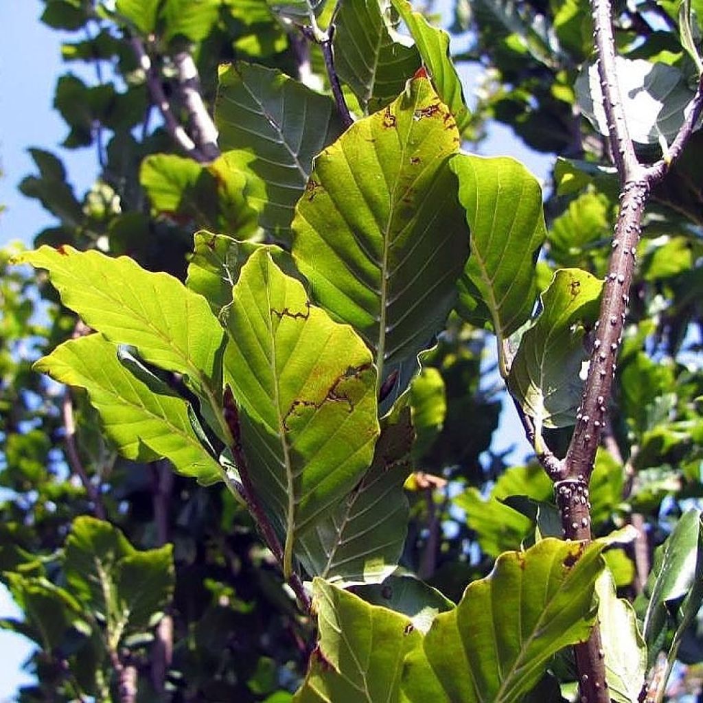 Fagus sylvatica Dawyck - Faggio fastigiato