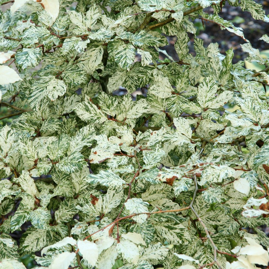 Fagus sylvatica Franken - Faggio nano