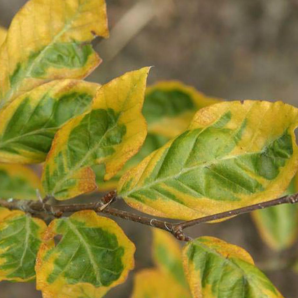 Fagus sylvatica Golden Edge - Faggio