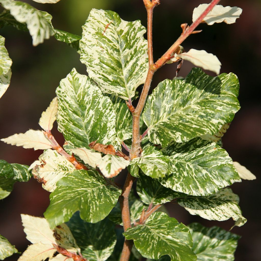 Fagus sylvatica Marmor Star - Faggio